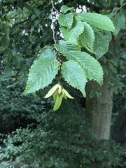 Carpinus betulus