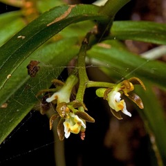 Plectorrhiza tridentata