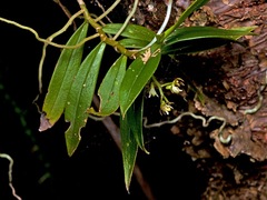 Plectorrhiza tridentata
