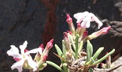 Pachypodium succulentum