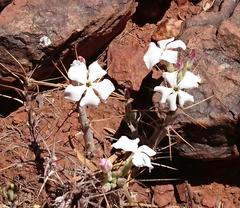 Pachypodium succulentum