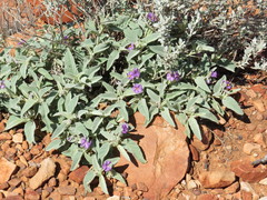 Solanum ellipticum