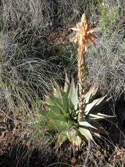 Aloe glauca