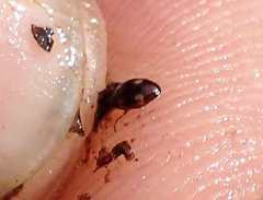 Clemnius decoratus