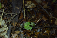 Corybas sanctigeorgianus
