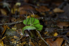 Corybas sanctigeorgianus