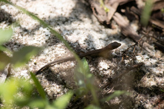 Takydromus tachydromoides