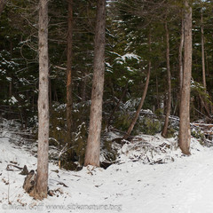 Cupressus nootkatensis