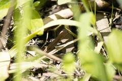 Takydromus tachydromoides