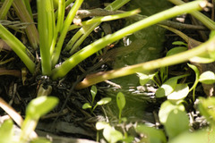 Takydromus tachydromoides