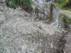 Calamagrostis varia