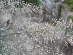 Calamagrostis varia