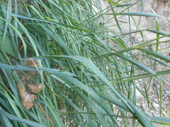 Calamagrostis varia
