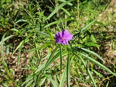 Solanum linearifolium