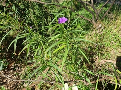 Solanum linearifolium