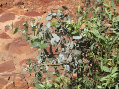 Eucalyptus gamophylla