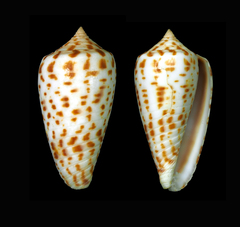 Conus amplus