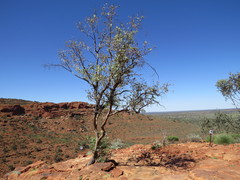 Eucalyptus gamophylla
