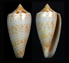 Conus amplus