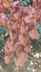 Koelreuteria paniculata