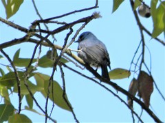Cyornis pallidipes