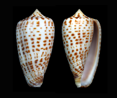 Conus amplus