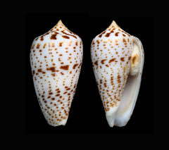 Conus amplus