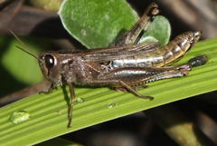 Eyprepocnemidinae
