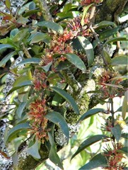 Lorantheae