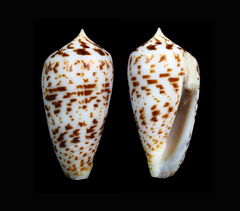 Conus amplus