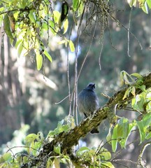 Eumyias albicaudatus