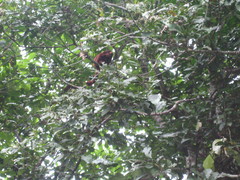 Alouatta