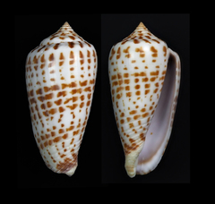Conus amplus