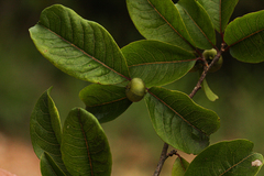 Margaritaria discoidea