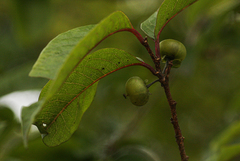 Margaritaria discoidea