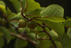 Margaritaria discoidea