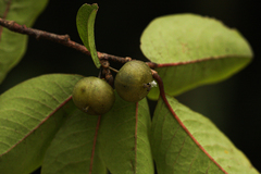 Margaritaria discoidea