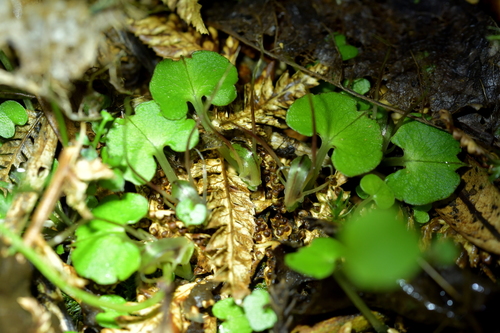 Image of Corybas trilobus by (c) Christopher Stephens, some rights reserved (CC BY-SA)