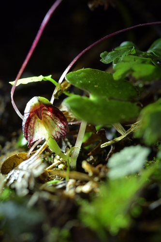 Image of Three-Lobed Spider Orchid (Corybas trilobus) by (c) Christopher Stephens, some rights reserved (CC BY-SA)