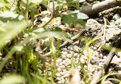 Plestiodon finitimus