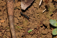 Harpegnathos venator