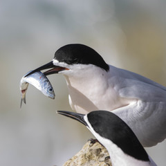 New Zealand Blueback Sprat photo 3
