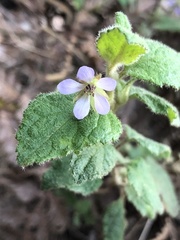 Tremandra stelligera