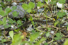 Rhabdophis tigrinus tigrinus
