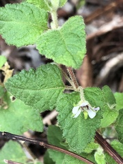 Tremandra stelligera