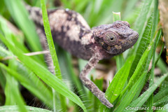 Ituri Forest Chameleon photo 5