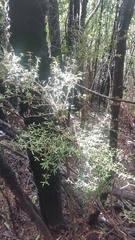Coprosma microcarpa