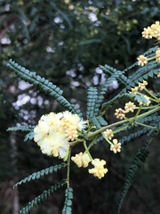 Acacia pentadenia