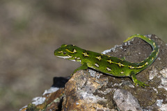 Naultinus gemmeus