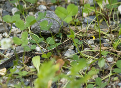 Rhabdophis tigrinus tigrinus